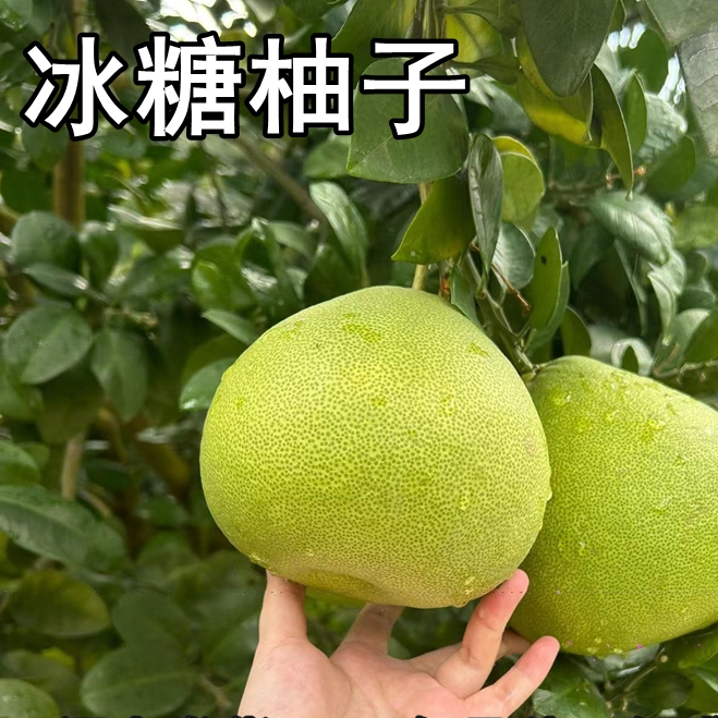 冰糖柚子苗带原土南北方庭院特大果树苗盆栽嫁接柚子树苗当年结果
