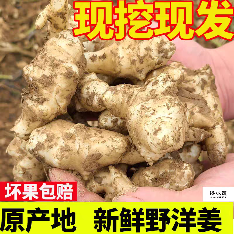 新鲜现挖洋姜菊芋鬼子姜地姜可制酱菜泡菜的农家蔬菜