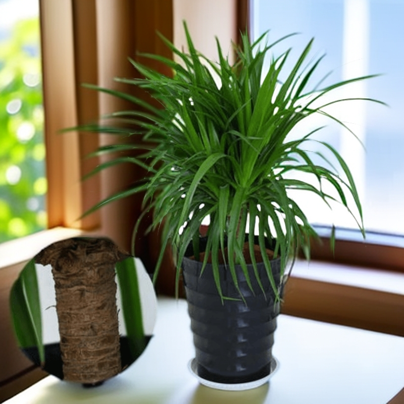 龙须树盆栽客厅室内大型植物花卉四季常青绿植多头龙血树老桩