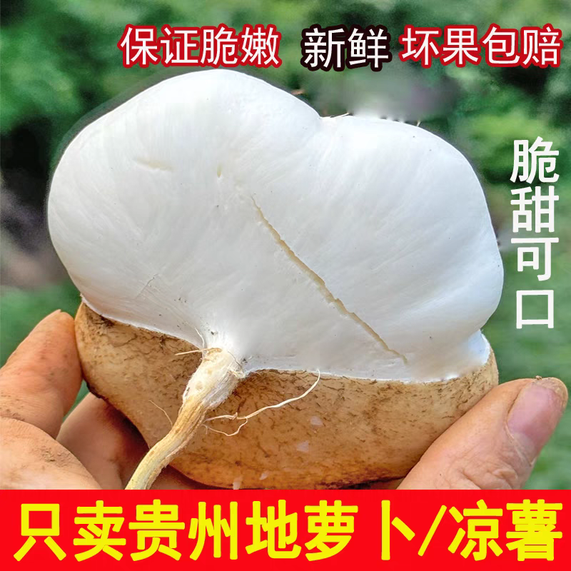 [贵州品种]新鲜地萝卜凉薯地瓜土瓜豆薯沙葛清甜水果地下雪梨
