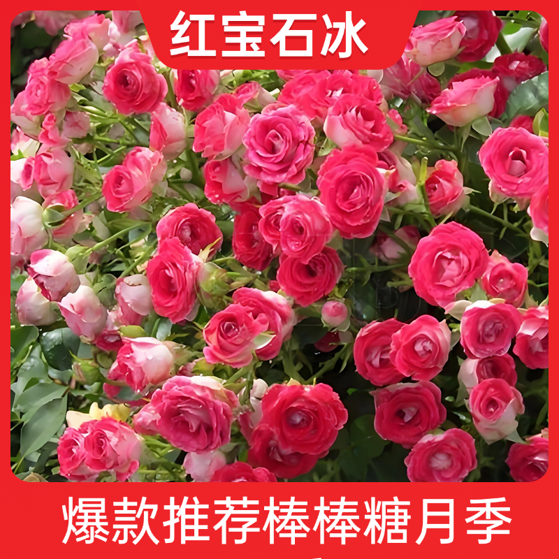 棒棒糖月季四季开花耐寒耐旱盆栽花卉绿植浓香型阳台庭院绿植