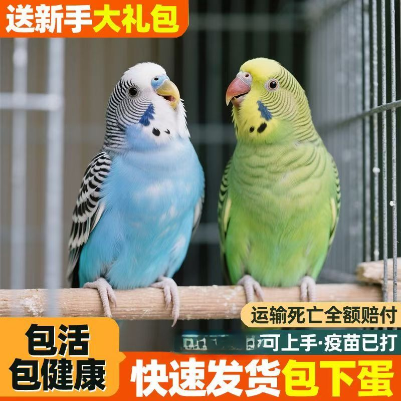 2只彩色鹦鹉观赏鸟手养亲人粘人（颜色可选公母可选）