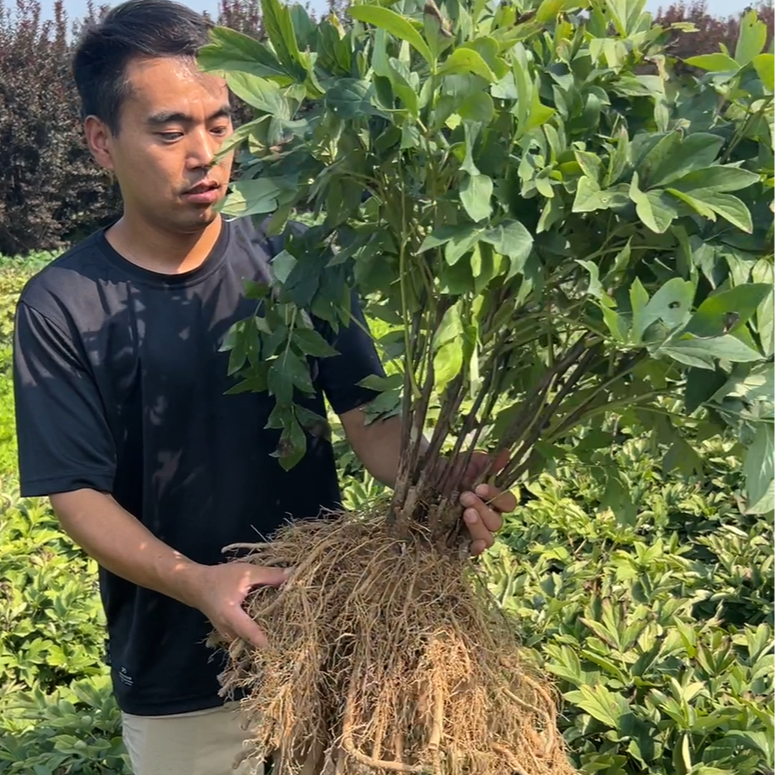 6号 牡丹籽    送生根壮苗剂和使用说明书