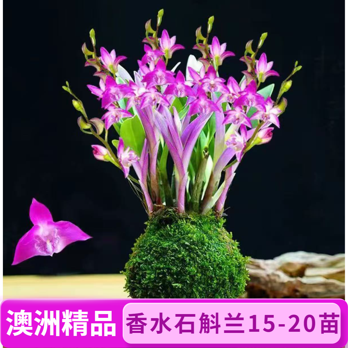 七彩香水石斛兰澳洲石斛浓香型土培水培室内绿植花卉绿植不带花苞