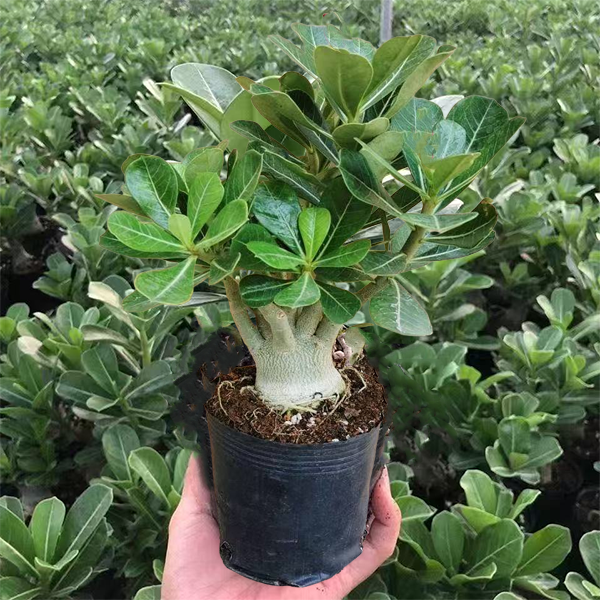 重瓣沙漠玫瑰室内四季开花花卉绿植盆栽