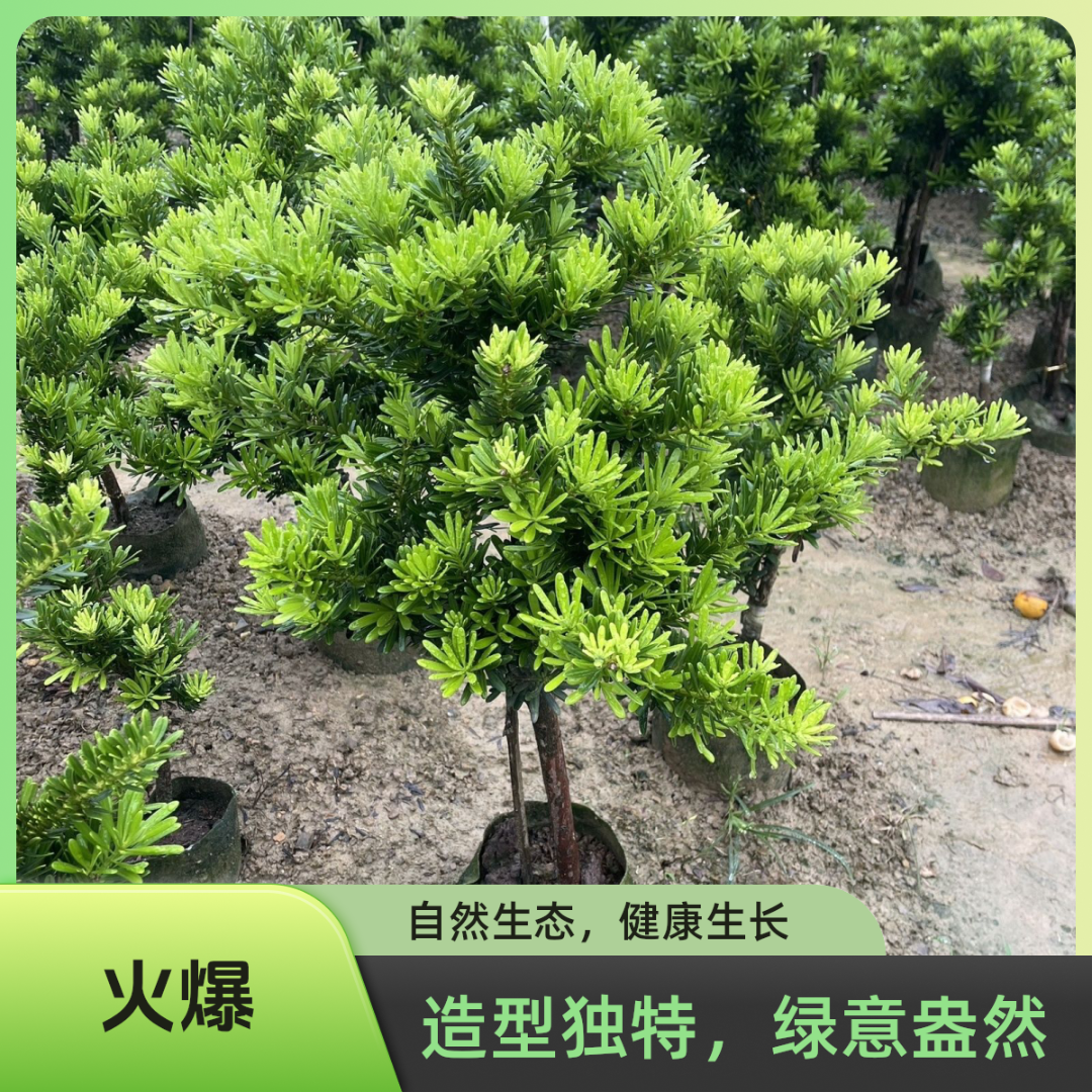 [清仓]正宗台弯金钻罗汉松盆景原生老桩盆景四季好养庭院观叶植物