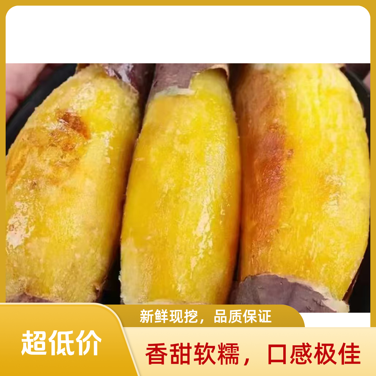 卫强红薯邱县卫强薯业