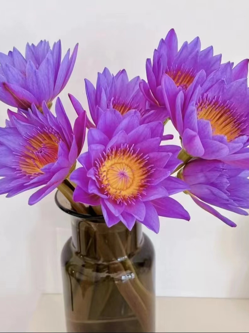 包邮爆款10支紫色睡莲水培植物鲜花水培养护鲜切花广州基地直销