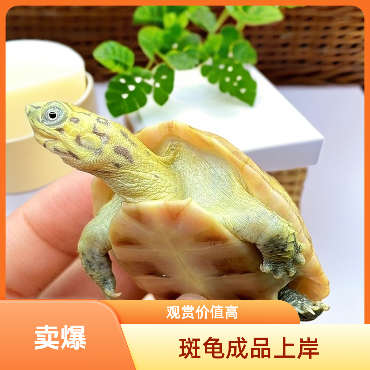 斑纹草龟，黄化斑纹草龟，，直播间专用链接，宠物龟乌龟