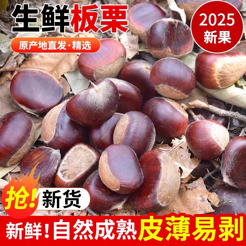 2025新秦岭高山纯野外生板栗新鲜板栗大板栗镇安板栗不打药刚下树