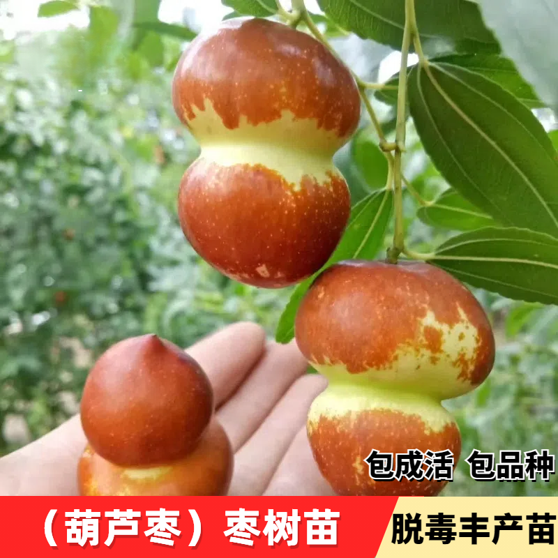 【2年苗2颗】葫芦枣树苗南北方庭院地栽特大果树盆地栽嫁接枣子树苗