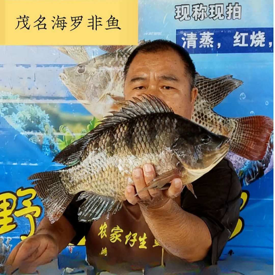 新鲜半咸淡罗非鱼海鲫鱼活鱼现杀非冷冻可用于烤鱼酸菜鱼烧烤
