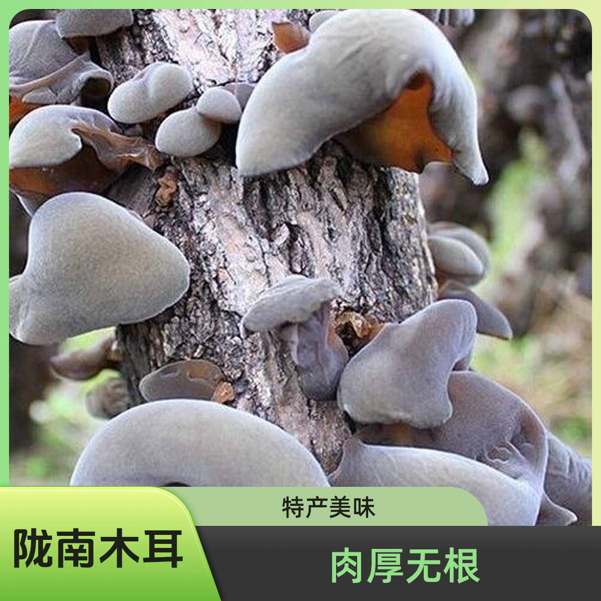 陇南特产甘肃秋木耳袋装肉厚无根黑木耳正宗秋耳家用商用批发