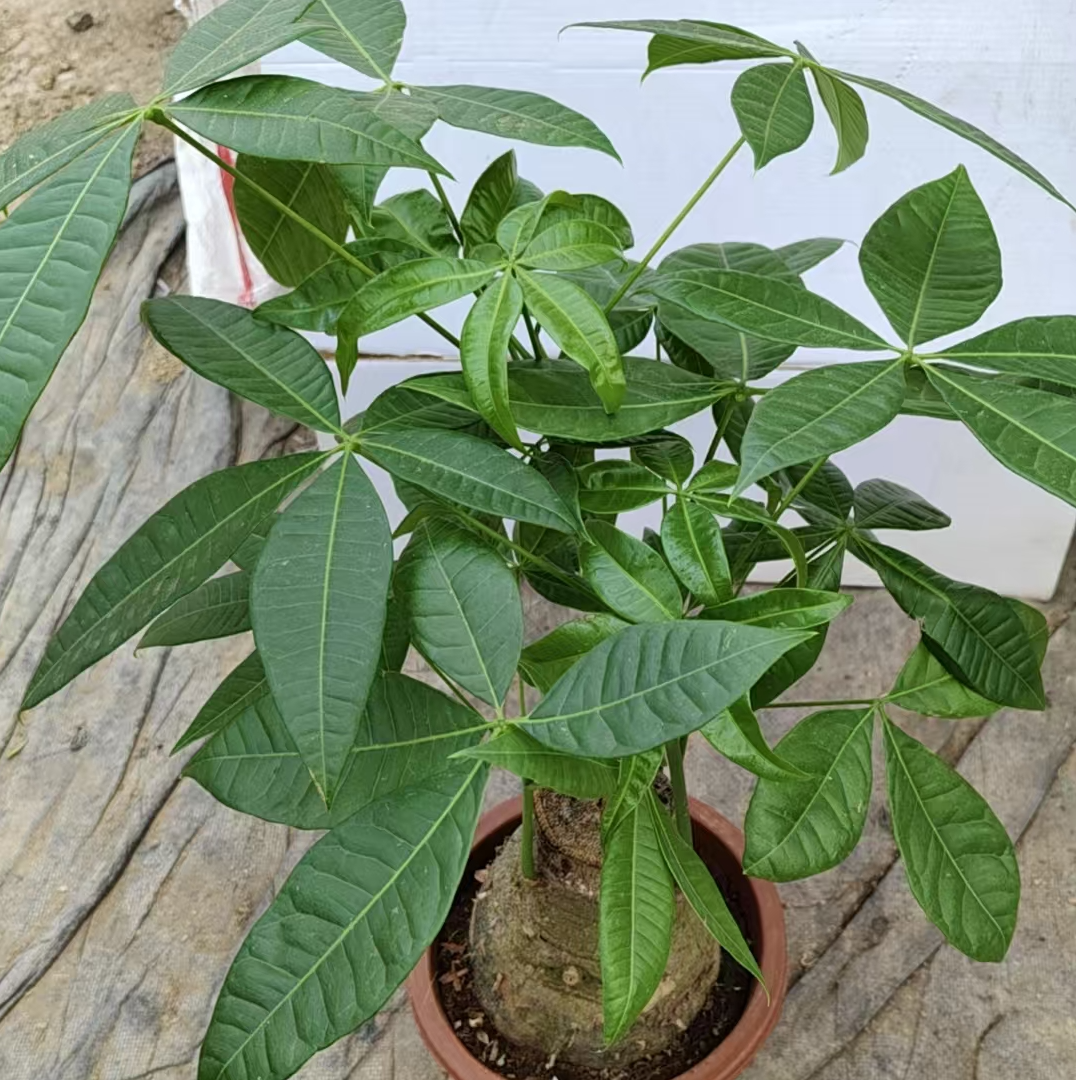 大号发财树盆栽招财客厅办公室桌面绿植四季好活基地原盆  一盆