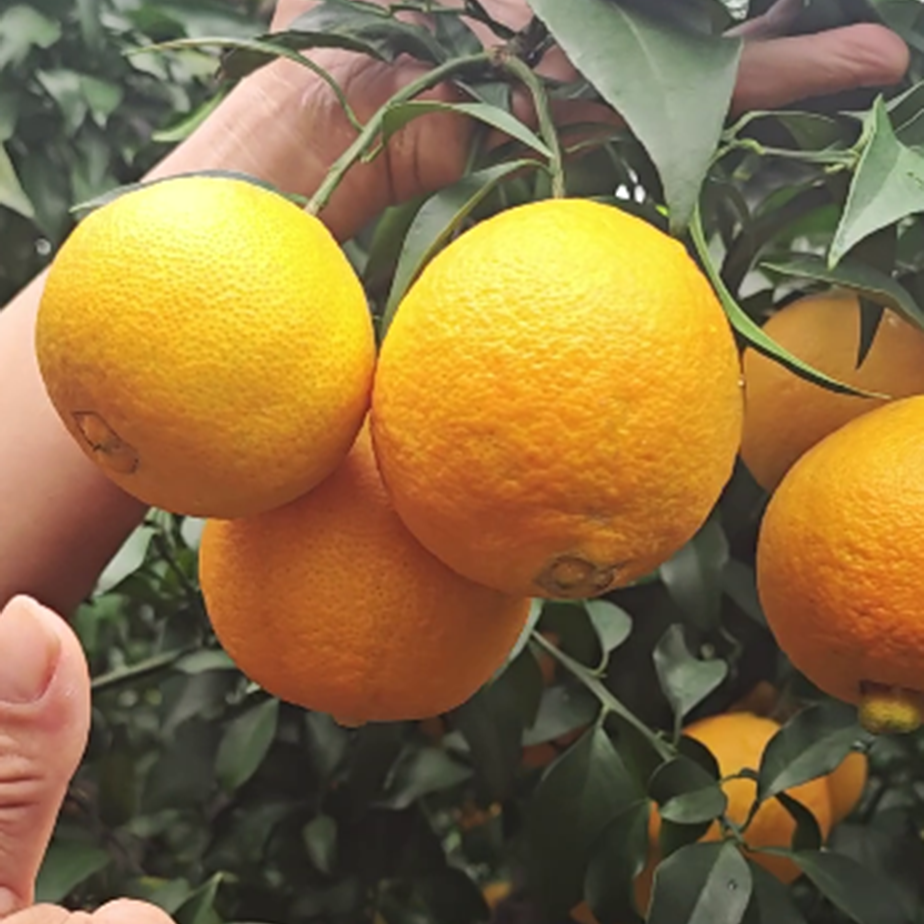 眉山爱媛果冻橙皮薄无核爱媛红美人当季新鲜水果现摘现发酸甜多汁