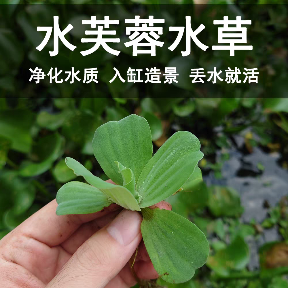 水芙蓉浮萍水草好养乌龟专业水培植物造景净化水质养鱼缸池塘庭院