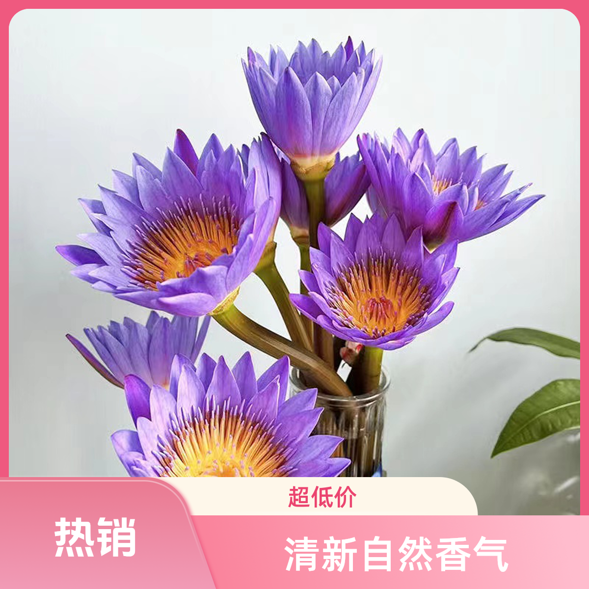 紫色睡莲鲜切花广州基地直发水养清香型好养护室内插花