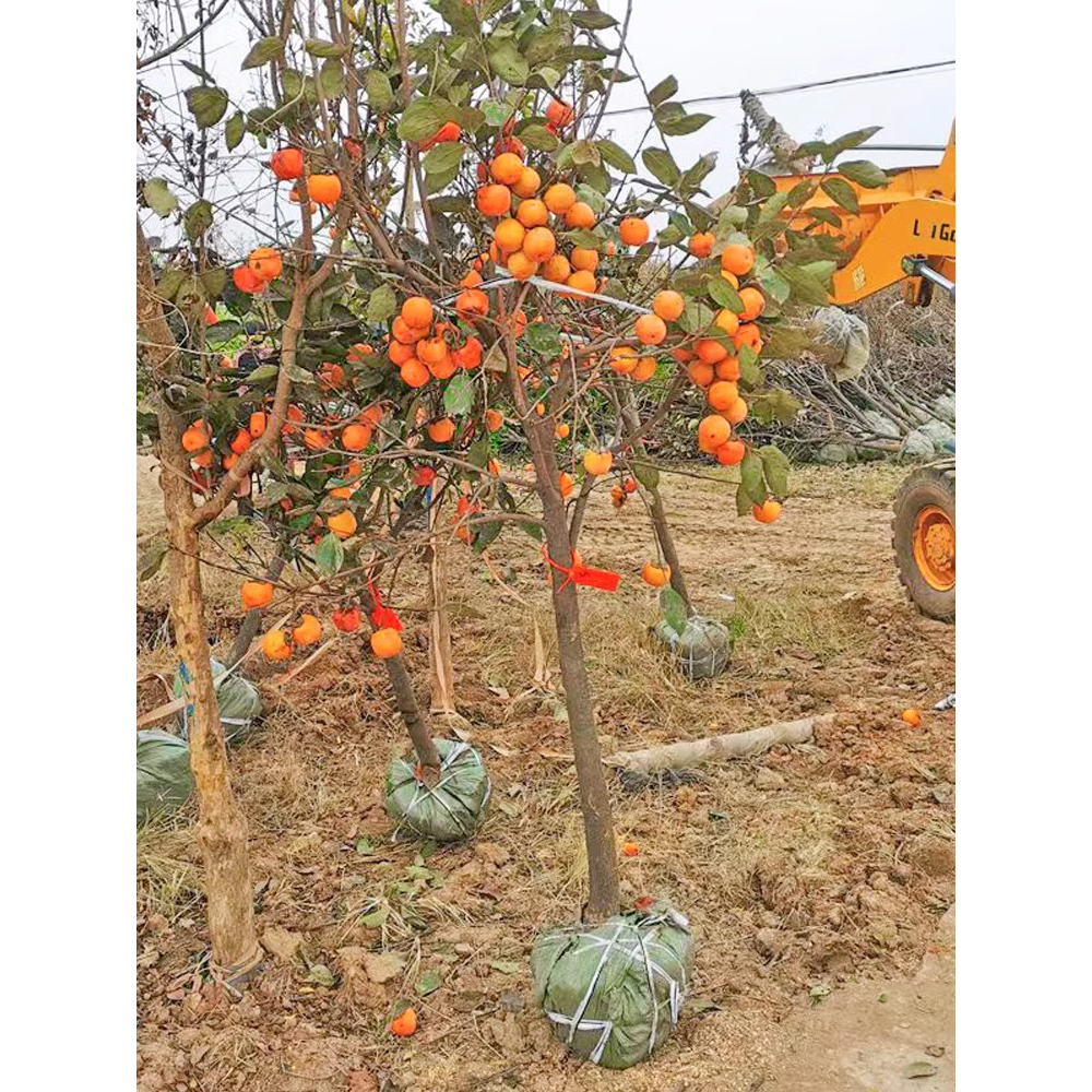 嫁接柿子苗无核巧克力脆甜柿子树苗南方北方种植地栽果树当年结果