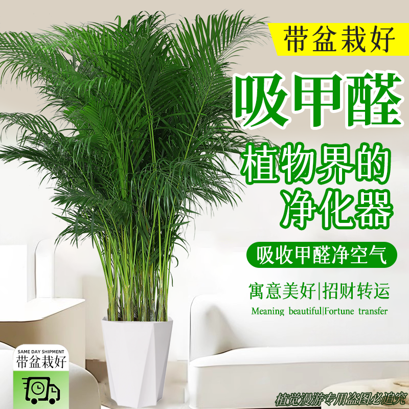 1.2-1.4米富贵椰子树盆栽大型室内绿植好养除甲醛散尾葵净化空气