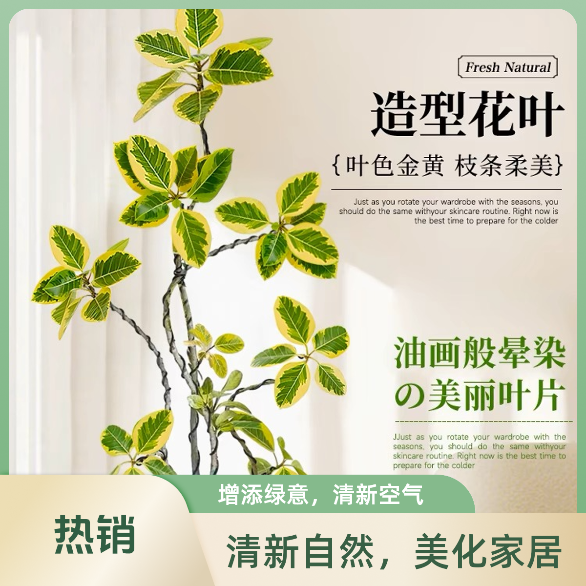 造型款黄金榕 室内大型绿植