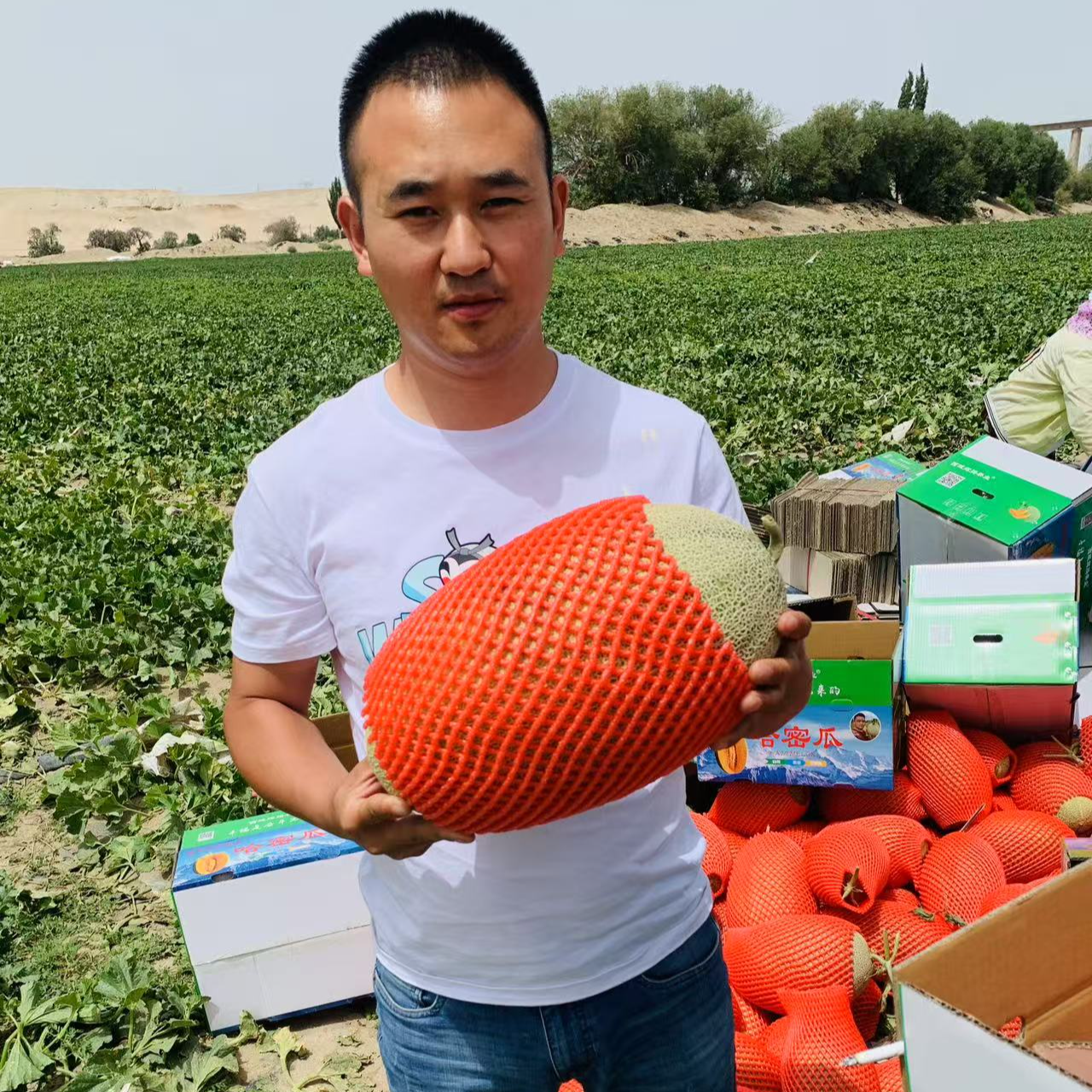 西域辉腾哈密直发18到20毛重一箱新鲜采摘新疆哈密瓜西州蜜25号