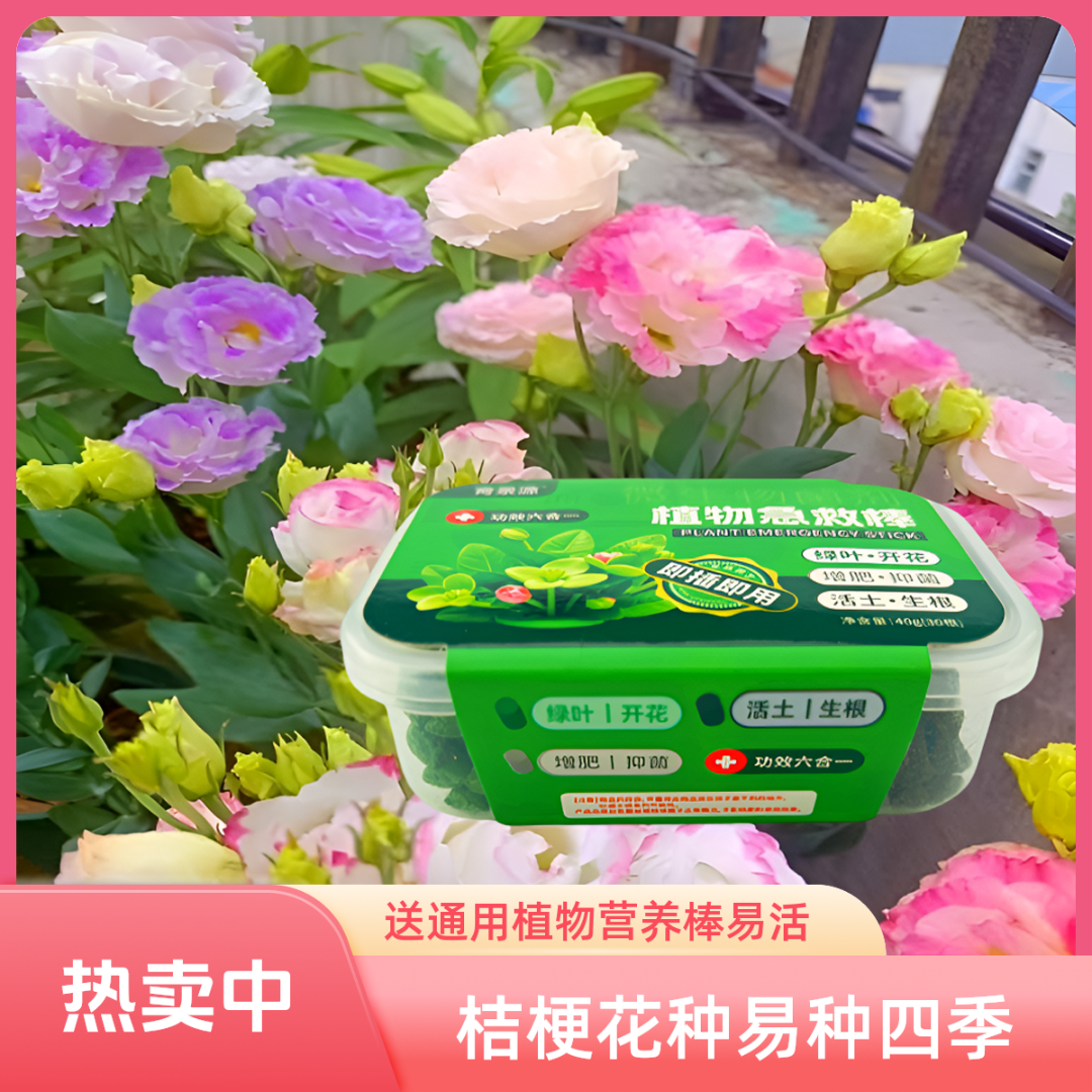 桔梗花种子【送营养棒一盒】四季易种阳台庭院地栽南北方四季种植