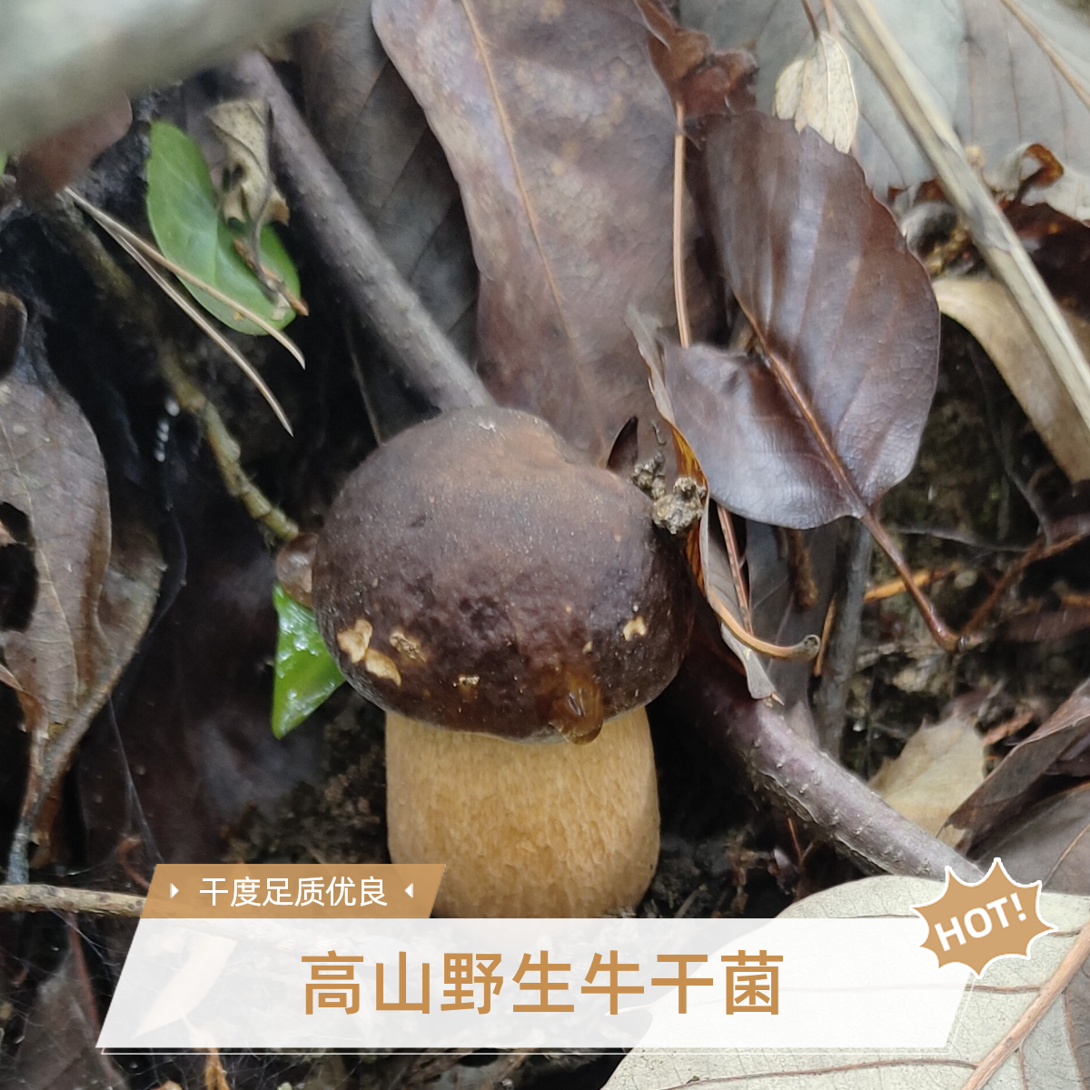 青川自家捡的牛干菌