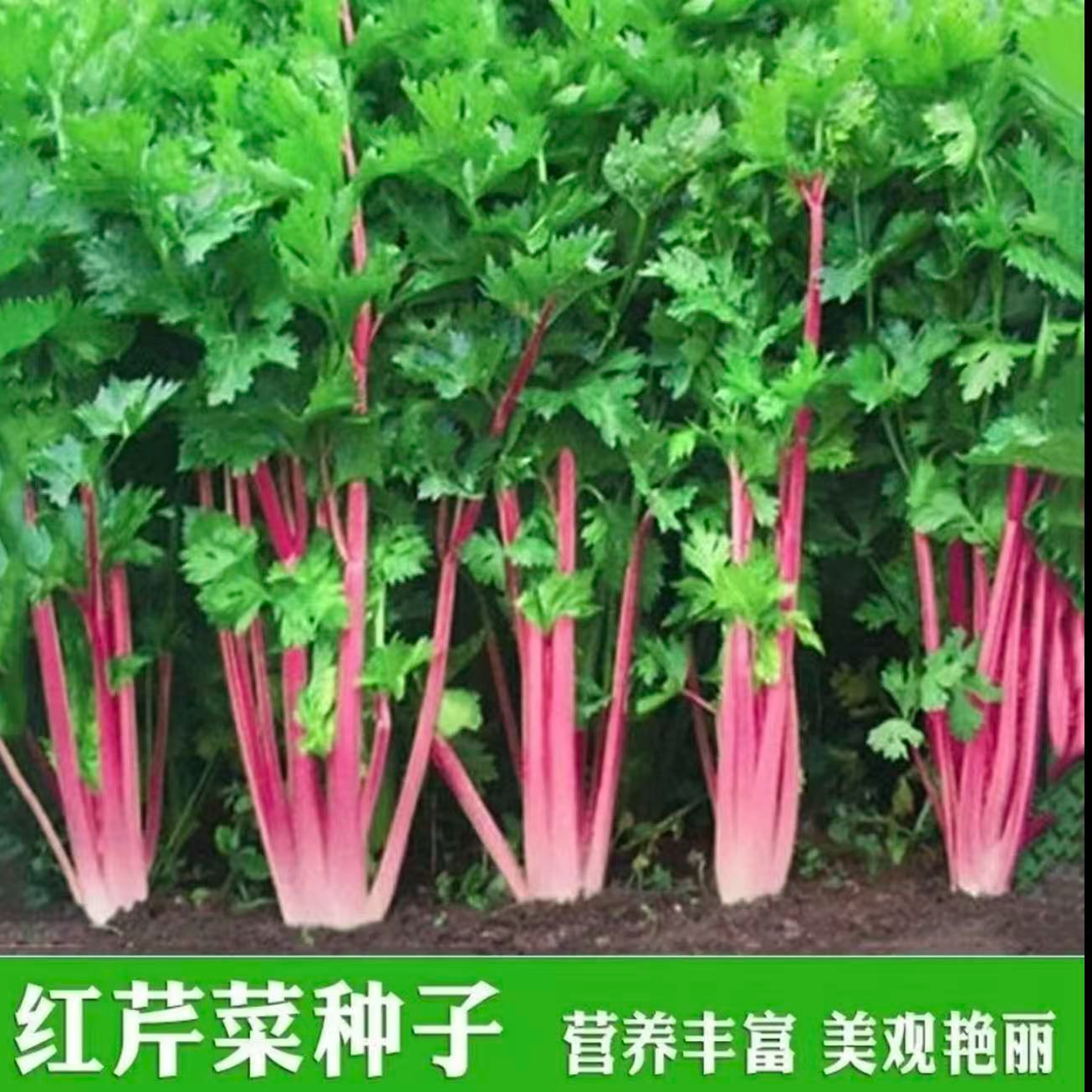 【水果红香芹种子】紫玉红芹菜种籽红色紫色盆栽蔬菜四季