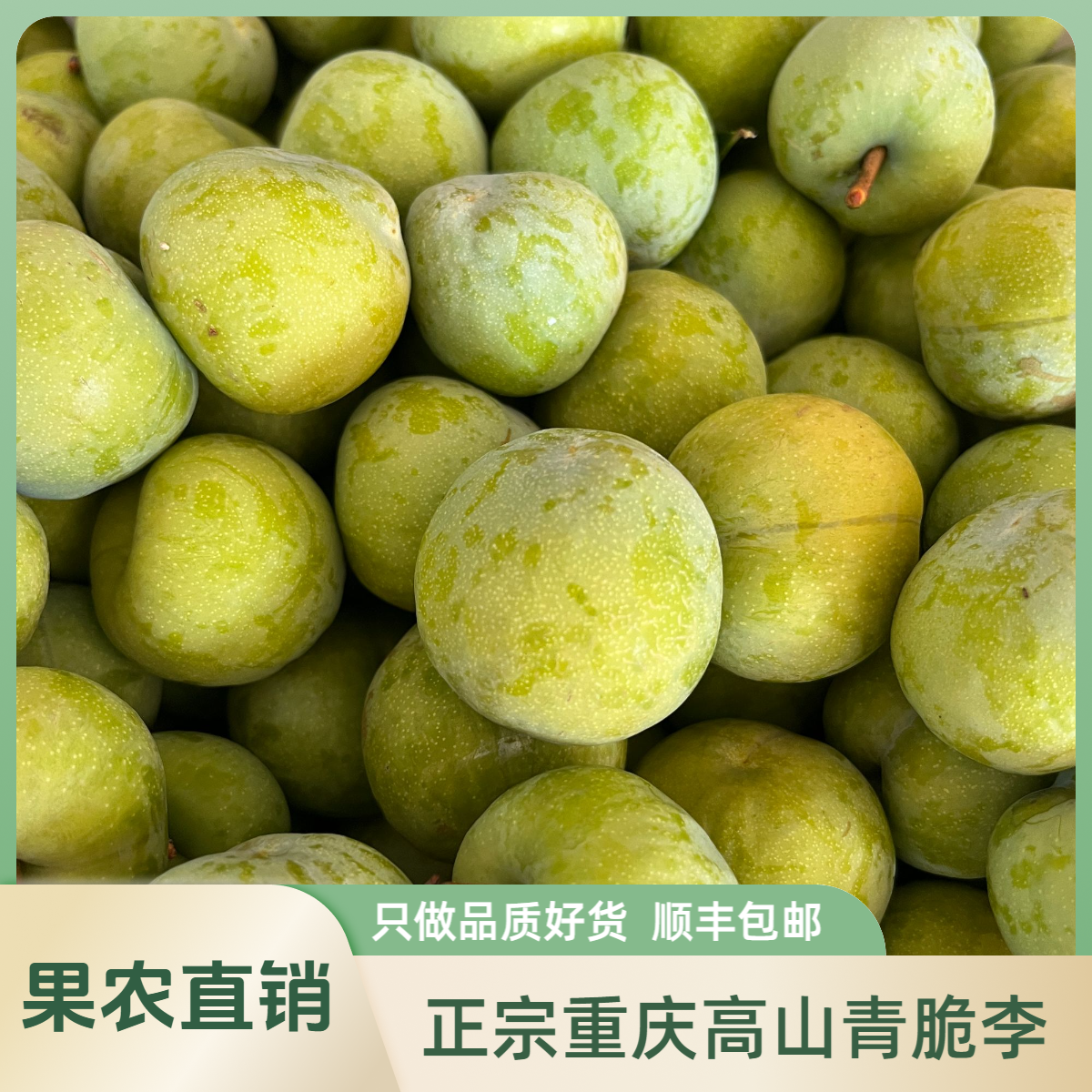 【顺丰冷链】重庆高山晚熟青脆李脱骨李 现摘现发5斤装包邮