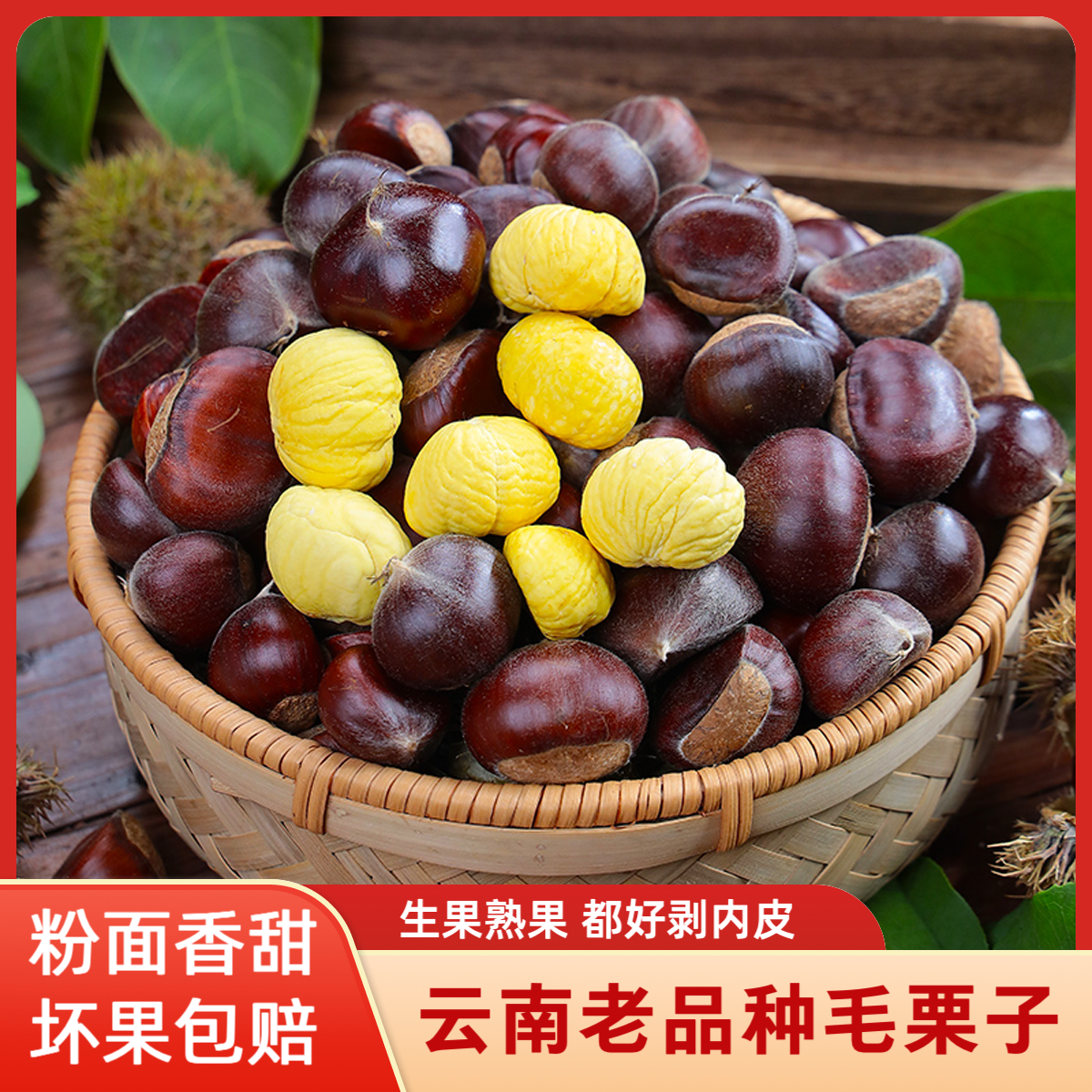 云南新板栗老品种板栗老树板栗自然落果毛栗子个不大很好吃