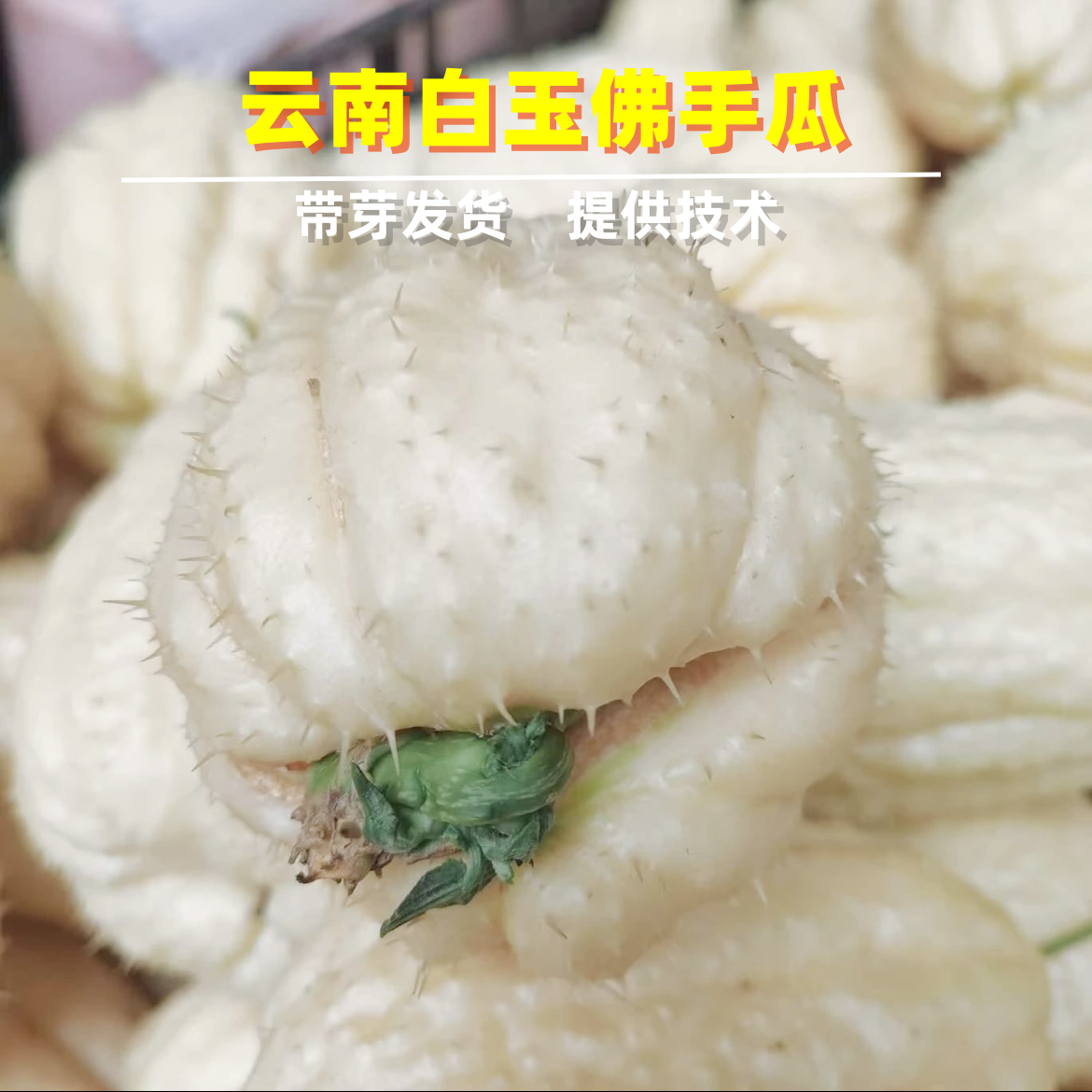 云南佛手瓜球新鲜带芽小苗爬藤搭架四季播种高产蔬菜花卉绿植