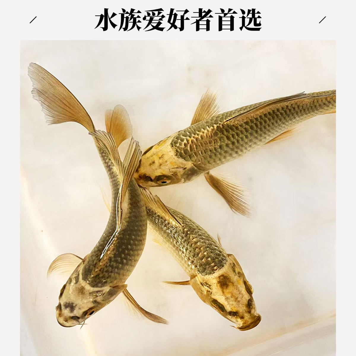 新手必入古黄金观赏鱼招财鱼小金鱼锦鲤淡水冷水易养耐活包损包邮