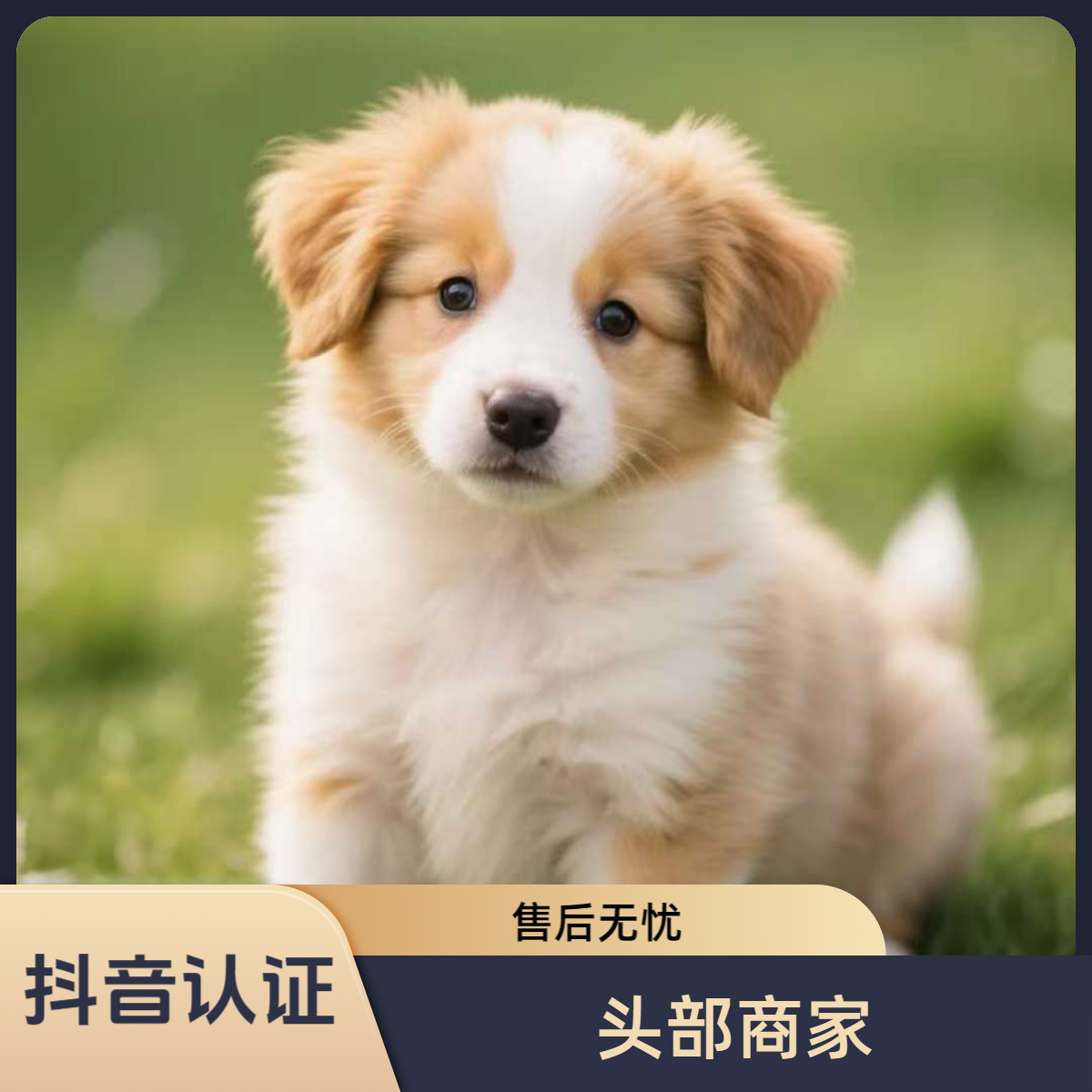 【性价比款】【福利拉满】边境牧羊犬幼犬