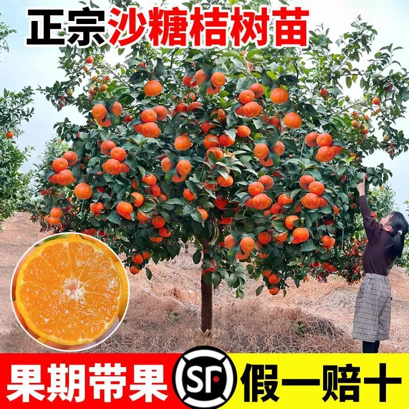 正宗广西砂糖橘树苗沙糖桔子树苗橙子无籽橘子树果苗南方北方种植