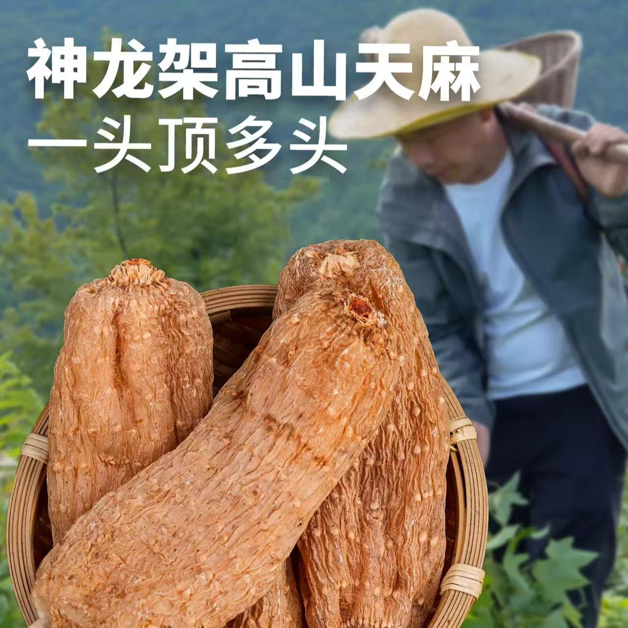 赐焕【临时链接】天麻粉 深林山货 孝敬长辈100g/罐代客磨粉正品