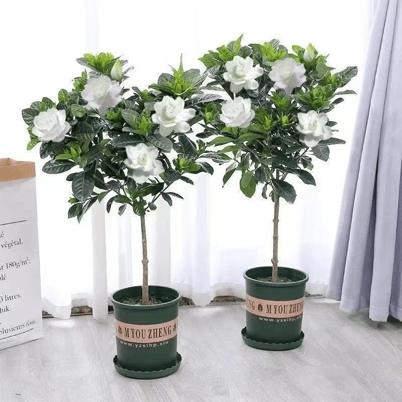 独杆栀子花苗四季开花大叶牡丹栀子花盆栽浓香型客厅阳台带花苞