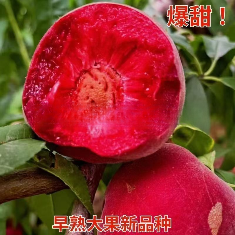新品嫁接血桃树苗大果离核水蜜桃南方北方地栽盆栽种植大桃子果树