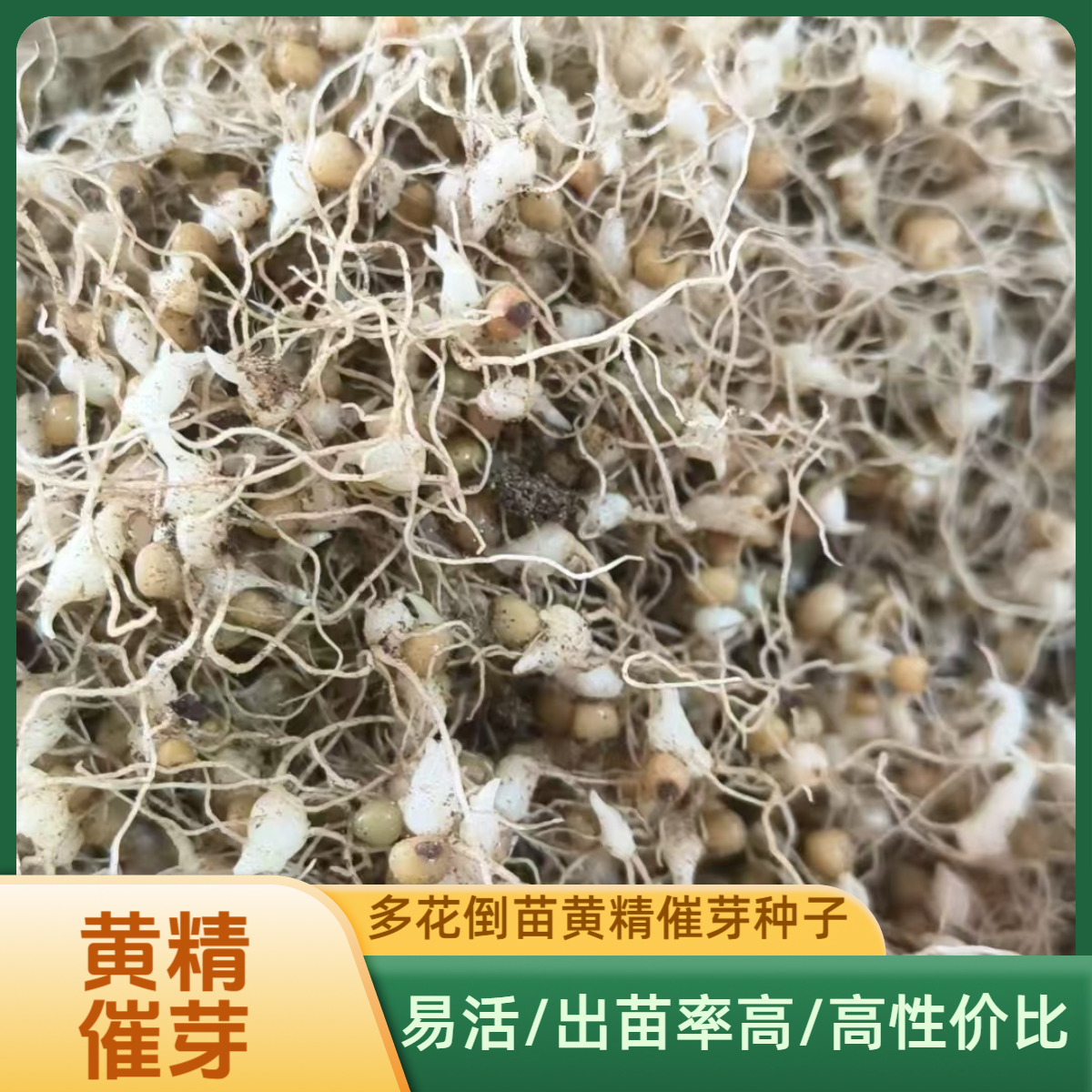 多花姜型倒苗黄精催芽种芽 药典黄精种芽幼芽产量大含量高易管理
