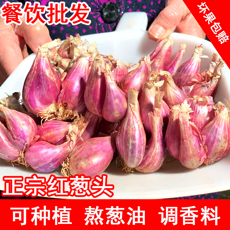 四川红葱头铁葱火葱自家种盆栽极速发货四季种植四季小香葱红头葱