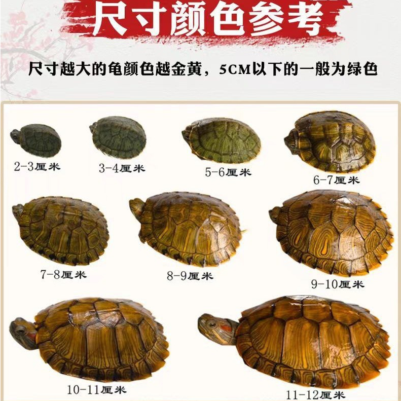【直播专用链接】黄金巴西龟招财龟黄耳火焰地图草龟珍珠龟活物