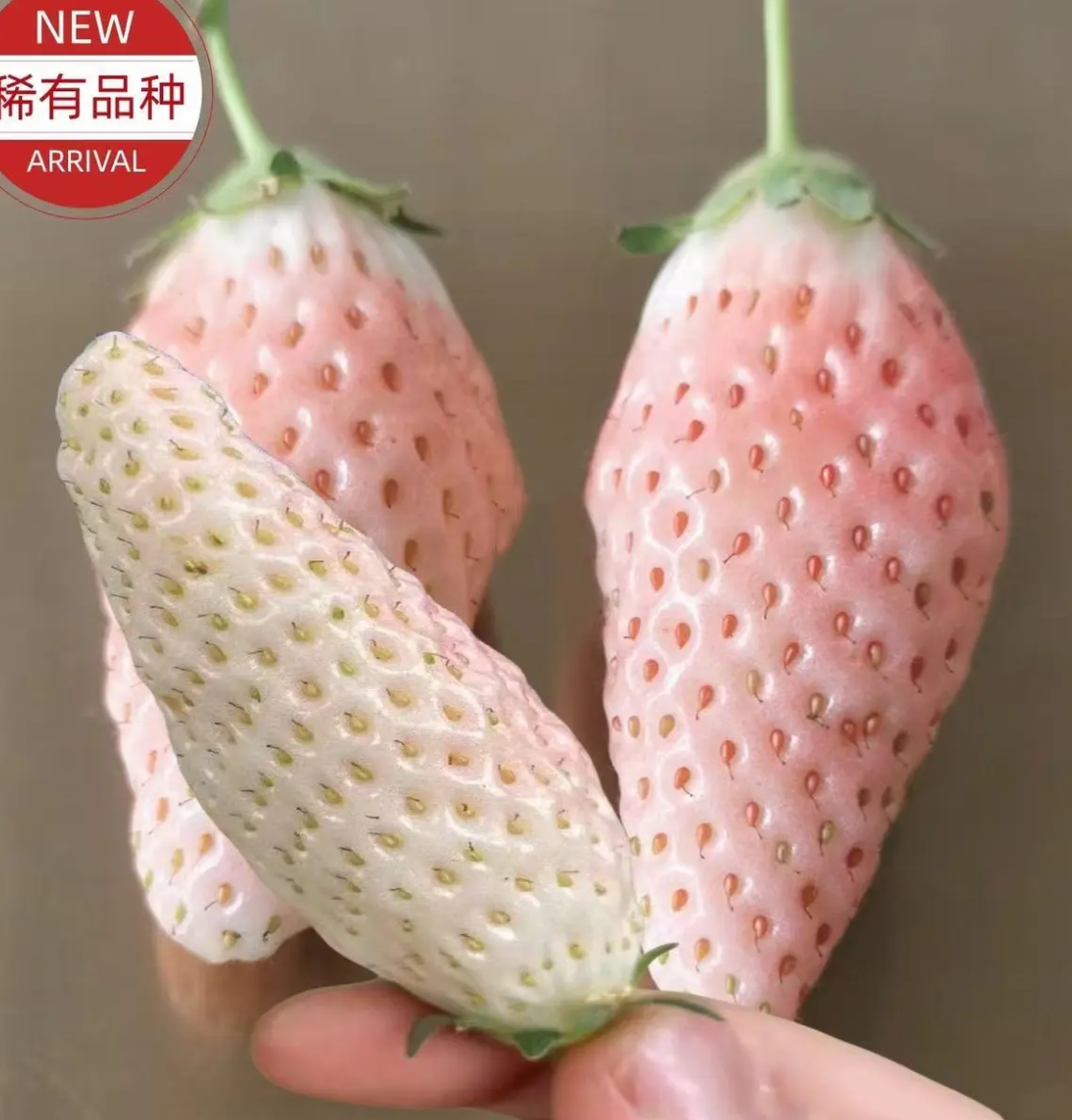 高端草莓苗大盆栽地栽庭院阳台室外