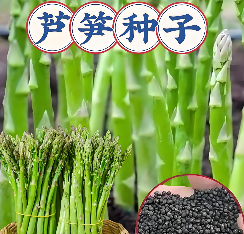 【芦笋种子】家庭阳台小院四季种植盆栽地栽易种易活