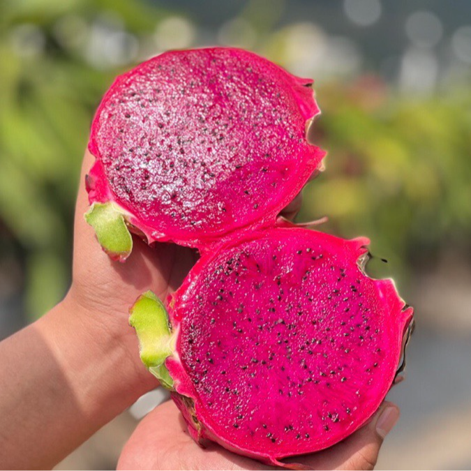 包邮 金都一号超甜新鲜 应季水果净重5/9斤整箱 广西火龙果红心