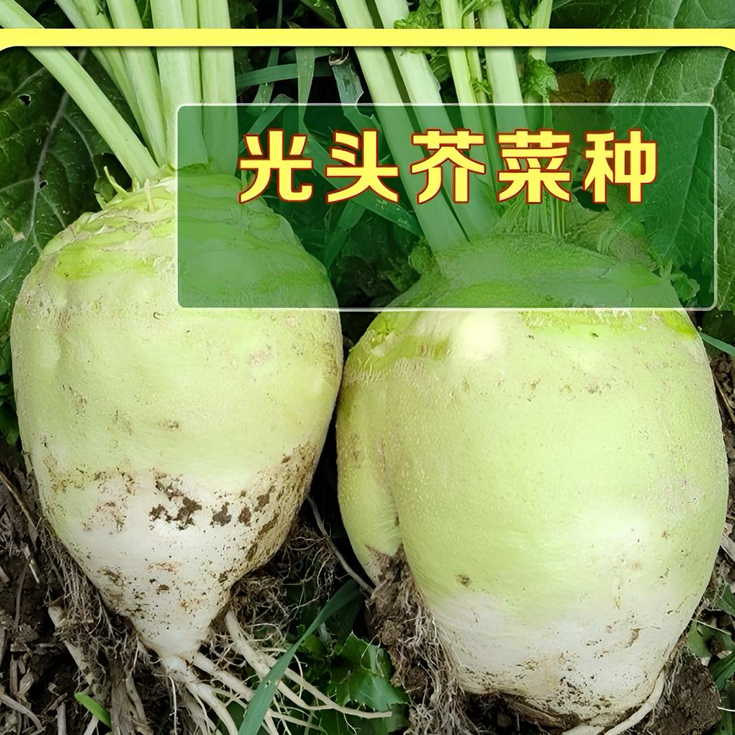 【光头芥菜种子】四季蔬菜种籽盆栽地栽庭院阳台种植