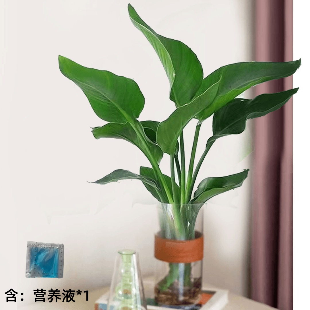 【花伴水】水培天堂鸟盆栽净化空气室内观叶绿植