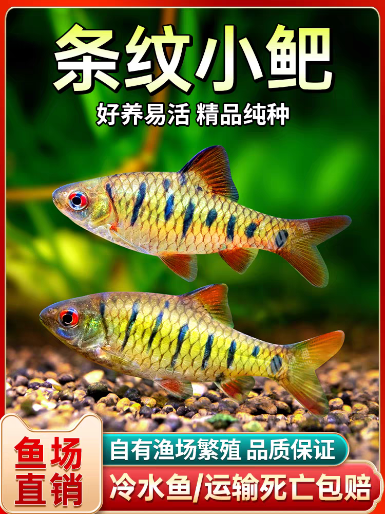 中国斗鱼伴侣条纹小吧活体二须吧耐寒冷水原生鱼溪流鱼群游观赏鱼
