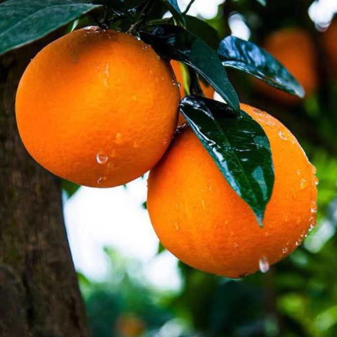 9.8斤【大果】秭归脐橙新鲜应季水果皮薄清甜多汁手剥橙