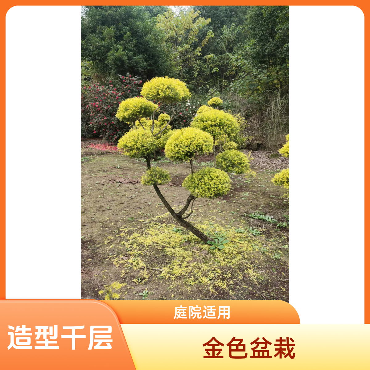 造型千层金创意盆栽四季常青庭院绿化