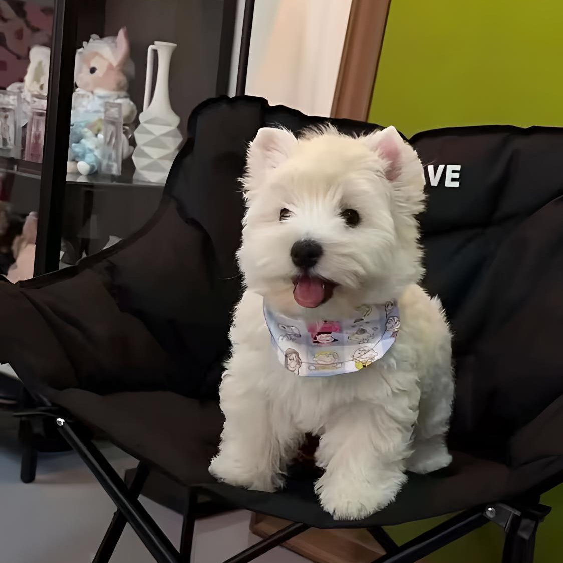 【百年】西高地幼犬白梗无异味小型犬家养宠物狗白色狗狗