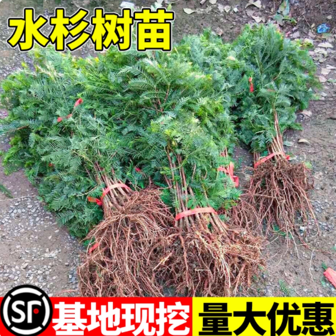 水杉苗水杉树苗 云杉池杉小苗 落羽杉中山杉树苗水松苗速生水杉苗